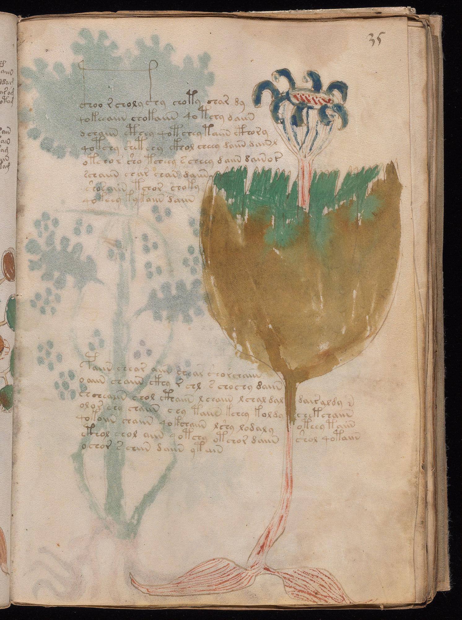Voynich Manuscript folio f35r — Beinecke MS 408